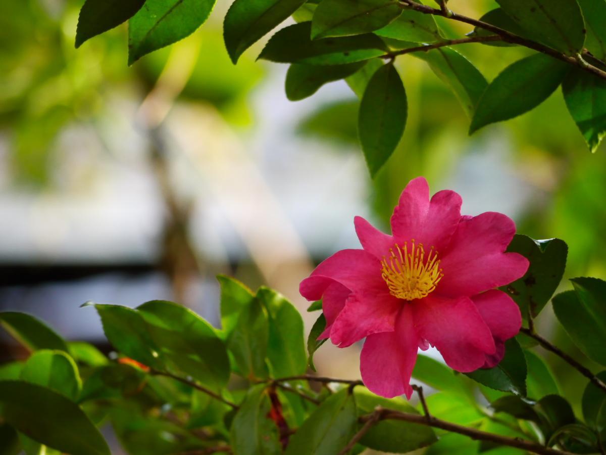 Nonohanatei Komurasaki Hotel Shimoda  Buitenkant foto